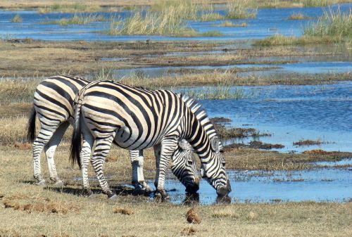 Zebra, Gyvūnas, Laukiniai, Laukinė Gamta, Safari, Afrika, Botsvana, Gerti