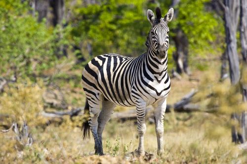 Zebra,  Afrika,  Laukinė Gamta,  Botsvana