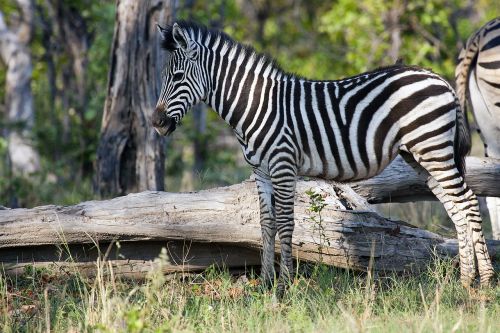 Zebra,  Afrika,  Laukinė Gamta,  Botsvana