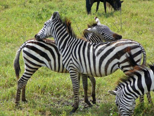 Zebra,  Elnias,  Laukiniai,  Ngoro Ngoro,  Afrika,  Tanzanija