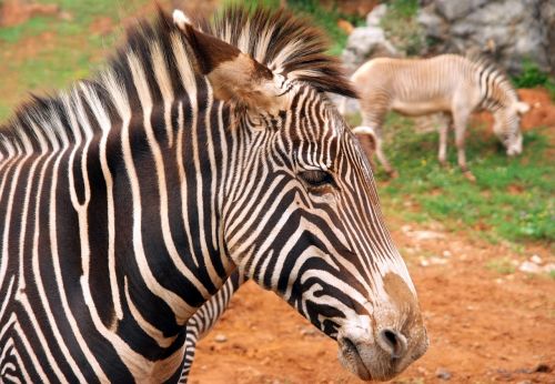 Zebra,  Gyvūnai,  Žinduolis,  Juostelės,  Afrika