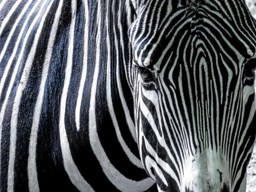 Zebra, Juoda Ir Balta, Afrika, Dryžuotas, Pėsčiųjų Perėja, Akys, Galva