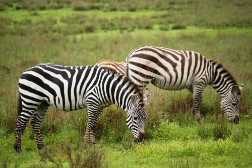 Zebra, Grupė, Gyvūnai, Žinduoliai, Bendravimas, Ganymas, Pievos, Žalias, Žolės, Laukinė Gamta, Juoda, Balta, Dryžuotas, Juostelės