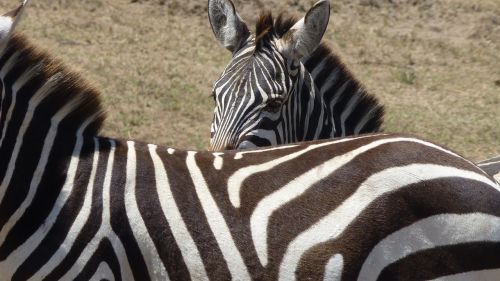 Zebra,  Vaizdas,  Kenya,  Galva,  Safari,  Juostelės,  Laukinis Gyvūnas,  Uždaryti