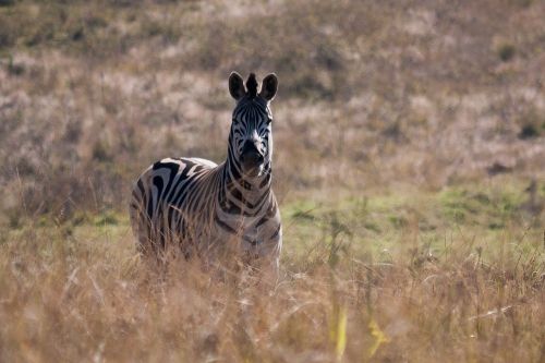 Zebra, Afrika, Laukinis Gyvenimas