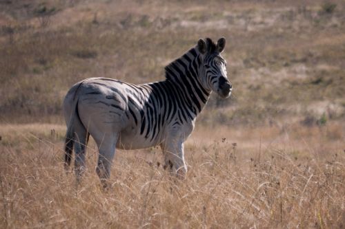 Zebra, Afrika, Gyvūnas, Laukiniai, Gamta, Laukinė Gamta, Safari, Žinduolis, Balta, Juoda, Parkas, Nacionalinis, Savanna