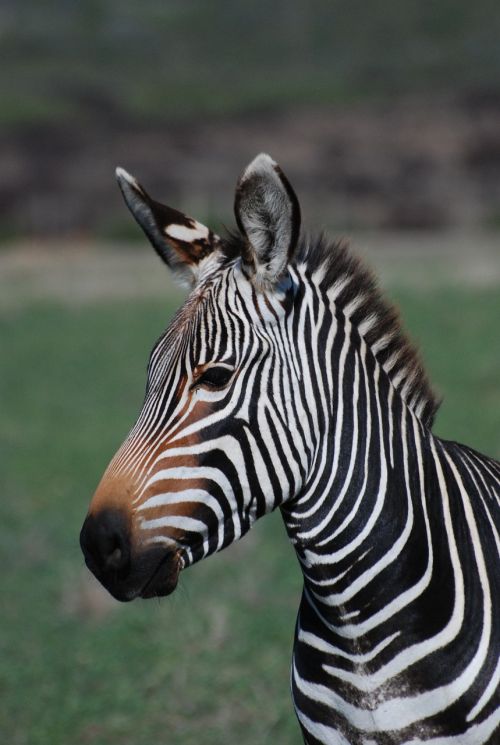Zebra, Afrika, Laukiniai, Gyvūnas, Gamta, Safari, Žinduolis, Balta, Juoda, Juostelės, Laukinė Gamta, Modelis, Dryžuotas, Natūralus, Į Pietus