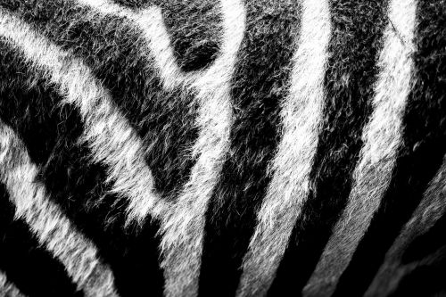 Zebra, Zoologijos Sodas, Gyvūnas, Juoda Ir Balta, Žinduolis, Arklys, Pėsčiųjų Perėja, Afrika, Dryžuotas, Gamta, Laukinis Gyvūnas, Perisodactyla, Juostelės, Gyvūnų Pasaulis, Kūnas, Užpakalis, Stepė, Priekinė Dalis, Balta, Ganyti, Piešimas, Zebra Juostelės, Uždaryti, Modelis, Galva, Lygumos Zebra