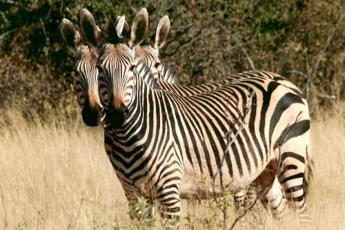 Zebra, Laukinis Gyvūnas, Namibija, Afrika, Šukos, Šveitimas, Safari, Turistų Atrakcijos, Gamta, Karštas, Sausas, Peizažas, Grupė, Kraštovaizdis, Laukinė Gamta, Nacionalinis Parkas