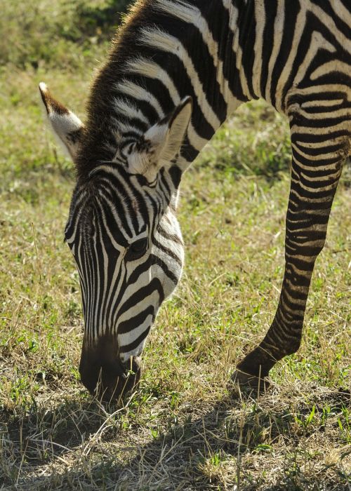 Zebra,  Ganymas,  Serengeti,  Lygumos,  Dykuma,  Laukinė Gamta,  Tanzanija,  Afrika,  Savana,  Juostelės,  Eric Dietrich,  Galva,  Gamta