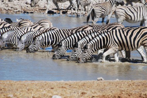 Zebra,  Gerti,  Safari,  Gamta