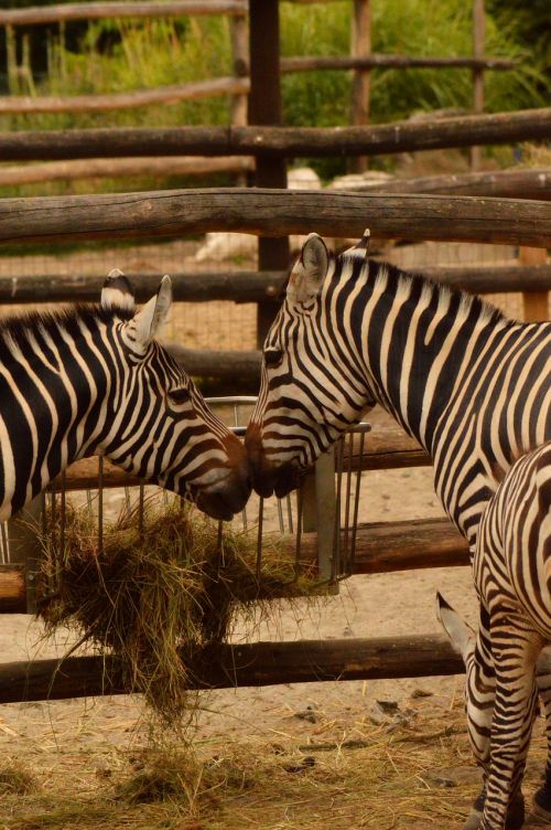 Zebra,  Pora,  Pagarba