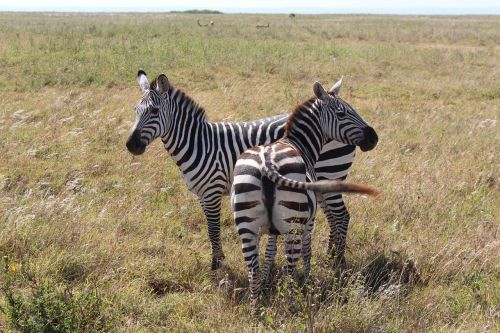 Zebra, Zebras, Du, Dryžuotas, Juoda, Balta, Afrika, Safari, Savana, Gyvūnai, Uodega, Juoda Balta, Nairobio Nacionalinis Parkas, Laukinė Gamta