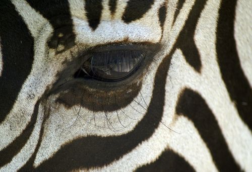 Zebra, Makro, Juoda Ir Balta, Zebra Juostelės, Gyvūnas, Safari, Afrika, Galva, Akis