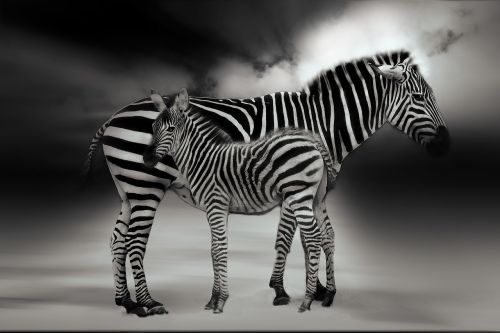 Zebra,  Gyvūnas,  Afrika,  Dryžuotas,  Safari,  Juoda Ir Balta,  Gamta,  Pėsčiųjų Perėja,  Gyvūnų Pasaulis,  Laukinis Gyvūnas,  Perisodactyla,  Žiurkė,  Kumeliukas,  Jaunas Gyvūnas