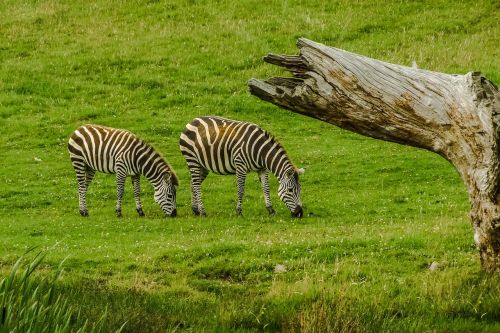Zebra,  Gyvūnas,  Gamta