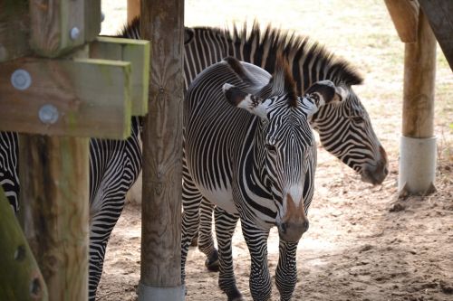 Zebra,  Afrika,  Laisva Vieta