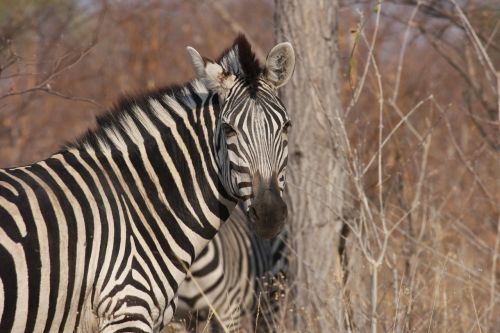 Zebra, Afrika, Laukiniai, Gyvūnai, Laukinė Gamta, Zebras, Juoda Balta, Zebra Juostelės