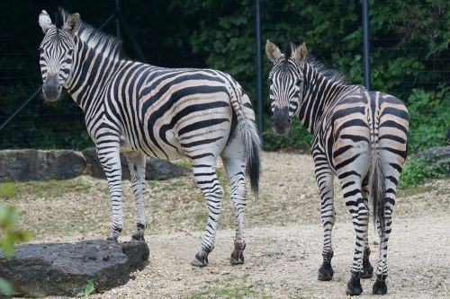 Zebra, Afrika, Juoda Ir Balta