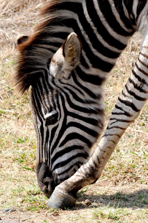 Zebra, Laukinis Gyvūnas, Afrika, Juostelės, Piešimas, Zebra Juostelės, Juodos Ir Baltos Juostelės