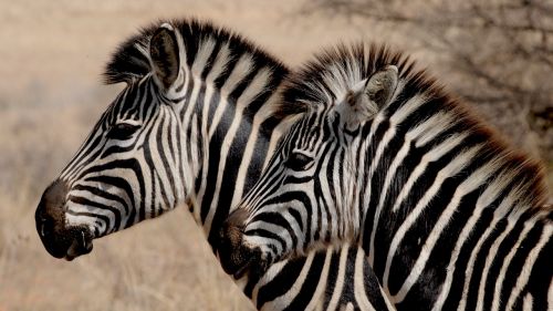 Zebra, Laukinis Gyvūnas, Afrika, Juostelės, Piešimas, Zebra Juostelės, Juodos Ir Baltos Juostelės