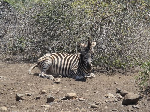 Zebra, Afrika, Laukinis Gyvūnas, Safari, Juoda Ir Balta, Nacionalinis Parkas, Laukinė Gamta