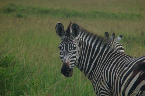 Zebra, Tanzanija, Gyvūnas, Laukinis Gyvūnas, Gyvūnų Pasaulis, Afrika, Safari, Laukiniai, Laukinė Gamta