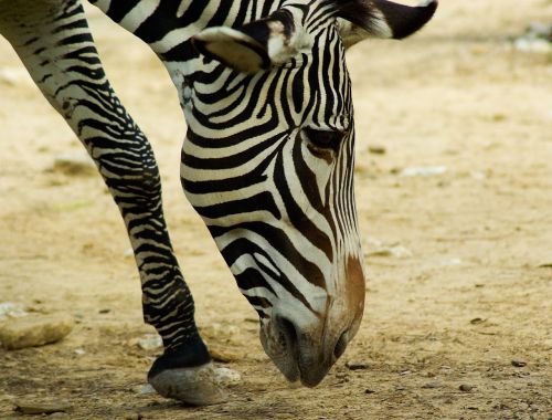 Zebra, Zoologijos Sodas, Afrika, Savana