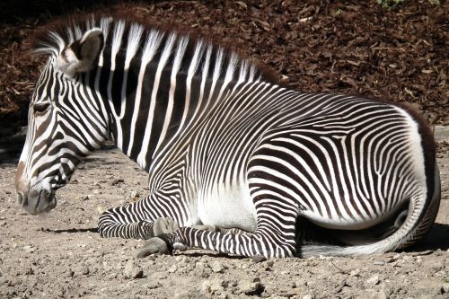 Zebra, Kirvis, Dryžuotas, Žiurkė, Juoda Ir Balta