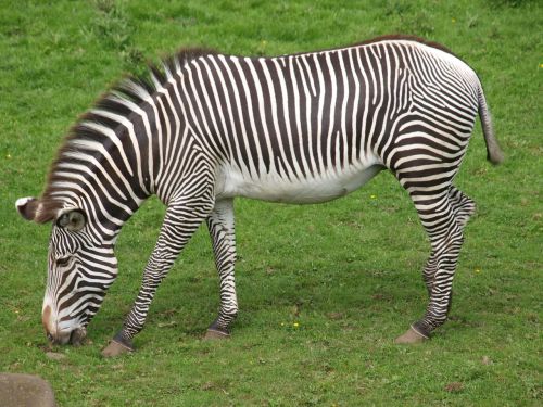 Zebra, Zoologijos Sodas, Juodos Ir Baltos Juostelės