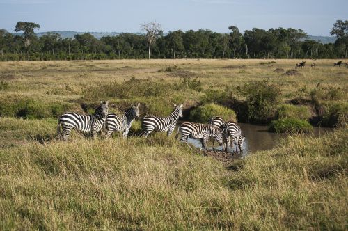 Zebra, Žinduolis, Laukinė Gamta, Afrika, Gamta, Laukiniai, Safari, Gyvūnas, Modelis, Dryžuotas, Juostelės, Savana, Fauna, Zoologijos Sodai, Laukiniai Gyvūnai