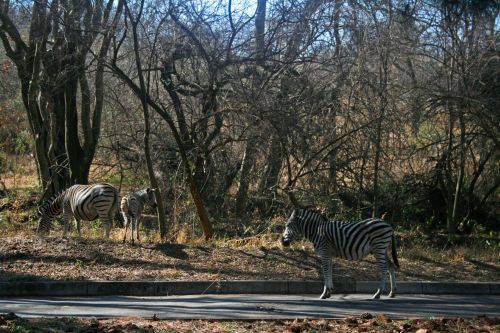 Gamta & Nbsp,  Rezervas,  Medžiai,  Laukinė Gamta,  Zebra,  Žinduolis,  Zebra Prie Groenkloof