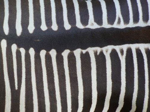 Zebra Atgal, Zebra, Gyvūnas, Pėsčiųjų Perėja, Juoda Ir Balta, Juostelės, Vaizdas Iš Viršaus, Piešimas, Zebras, Afrika, Žinduolis, Gyvūnai