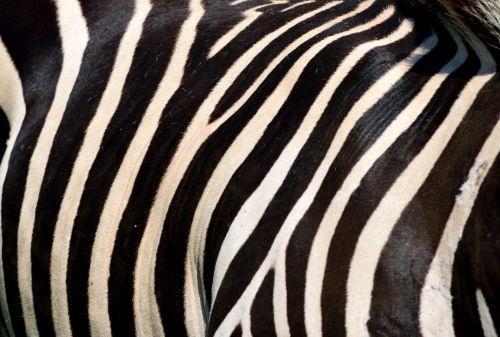 Zebra,  Gyvūnas,  Laukinė Gamta,  Juoda,  Balta,  Juostelės,  Gamta,  Laukiniai,  Zoologijos Sodas,  Afrika,  Safari,  Fauna,  Egzotiškas,  Gyvūnų Rezervas,  Apsaugotas,  Oda,  Kailis,  Iš Arti,  Fonas,  Fonas,  Natūralus,  Zebras Kailio Fonas