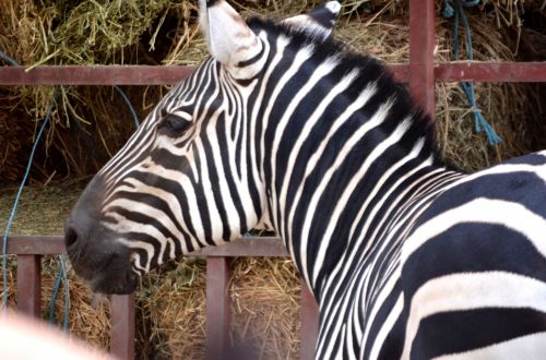 Gyvūnai,  Zoologijos Sodas,  Zebra,  Profilis,  Zebra & Nbsp,  Vaizdas,  Juostelės,  Galva,  Zebra Galva
