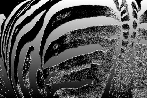 Zebra,  Dryžuotas,  Juoda,  Balta,  Sėdmenis,  Uodega,  Zebra Invertuoti Modelis