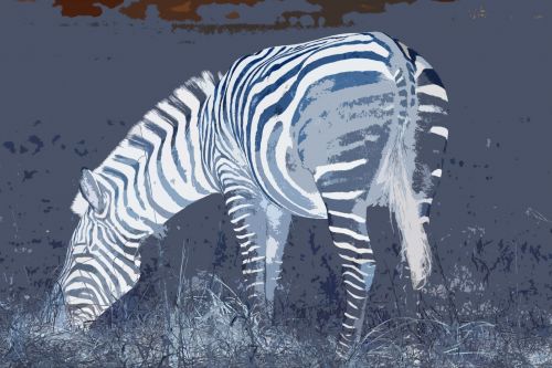 Zebra,  Gyvūnas,  Invertuoti,  Iškirpti,  Zebra Neigiamas