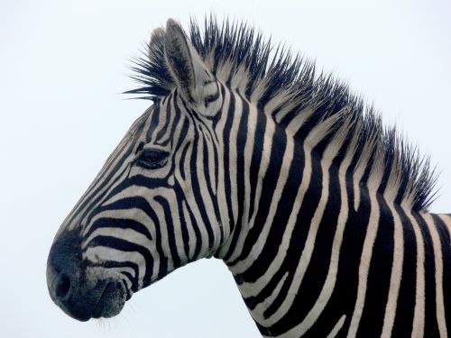 Zebra,  Juostelės,  Izoliuotas,  Žiurkė,  Drėgna,  Laukinė Gamta,  Afrika,  Zebra Portretas Uždaryti