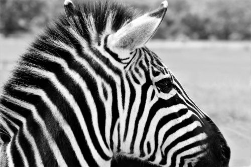 Gamta,  Laukinė Gamta,  Gyvūnai,  Arkliai,  Zebra,  Lygumos & Nbsp,  Zebra,  Iš Arti,  Portretas,  Profilis,  Juostelės,  Juoda & Nbsp,  Balta,  Afrikietis & Nbsp,  Gyvūnas,  Zebra Profilis Juodai Balta