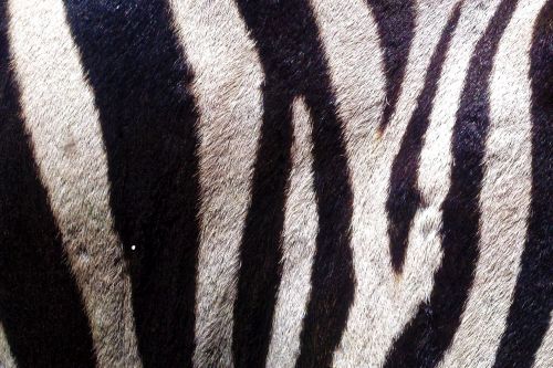 Zebra,  Oda,  Kailis,  Gyvūnas,  Juoda,  Balta,  Zebra & Nbsp,  Juostelės,  Juostelės,  Fonas,  Tapetai,  Zebrinė Oda 2