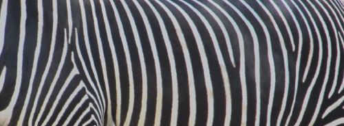 Zebra,  Abstraktus,  Fonas,  Gyvūnas,  Afrika,  Juostelės,  Kamufliažas,  Apdaila,  Dizainas,  Išsamiai,  Kailis,  Plaukai,  Linijos,  Tekstūra,  Juoda & Nbsp,  Balta,  Modelis,  Oda,  Zebras Odos Modelio Fonas