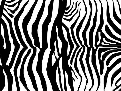 Zebra & Nbsp,  Oda,  Zebra,  Oda,  Spausdinti,  Modelis,  Tapetai,  Fonas,  Scrapbooking,  Juostelės,  Juoda,  Balta,  Iliustracija,  Zebras Odos Spausdinimo Raštas