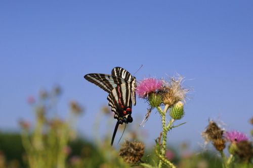 Zebra Swallowtail Drugelis, Gėlė, Žiedas, Žydėti, Vabzdys, Sparnai, Makro, Spalvinga, Nektaras, Gamta