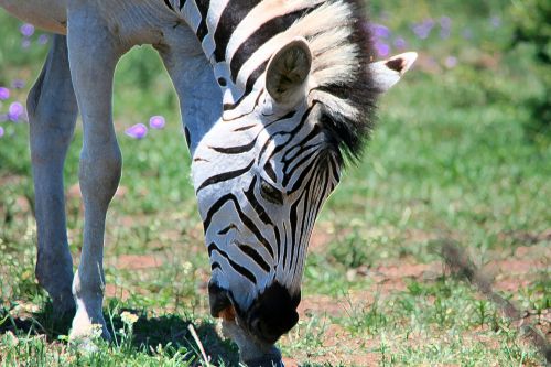 Zebra,  Galva,  Akcentuoti & Nbsp,  Kraštai,  Pieva,  Zebra Su Galva Žemyn