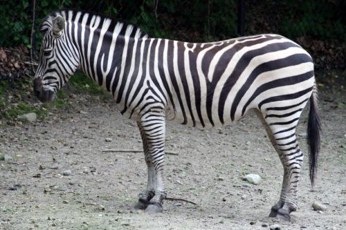 Zebra,  Zoologijos Sodas,  Gyvūnas,  Juoda,  Ir Balta,  Juostelės,  Gamta,  Laukinė Gamta,  Zebra