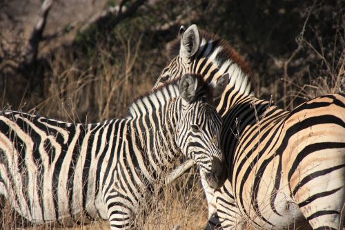 Zebras, Afrika, Laukinė Gamta, Safari, Gyvūnas, Džiunglės, Nuotykis, Dryžuotas, Bandas, Laukiniai, Žinduolis, Juoda