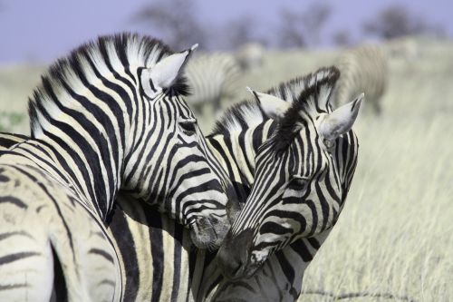 Zebras, Afrika, Pėsčiųjų Perėja, Juostelės, Safari, Juoda Ir Balta, Namibija
