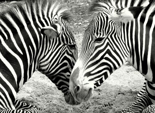 Zebras, Zoologijos Sodas, Juoda Ir Balta