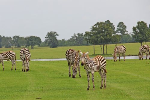 Zebras, Dryžuotas, Juostelės, Juoda, Balta, Ganyti, Ganymas, Safari, Serengeti, Afrika