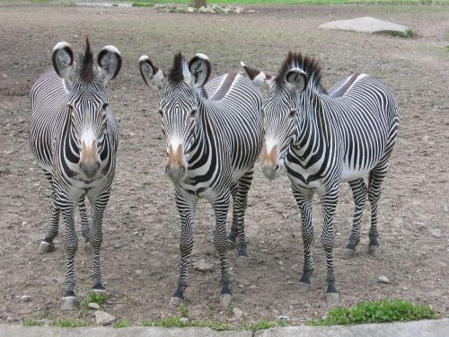 Zebras, Zebra, Zoologijos Sodas, Juostelės, Gyvūnai, Juoda Ir Balta, Pėsčiųjų Perėja, Piešimas, Trys